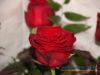 img_4432-800x600